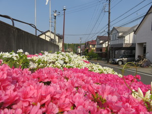 ツツジの花